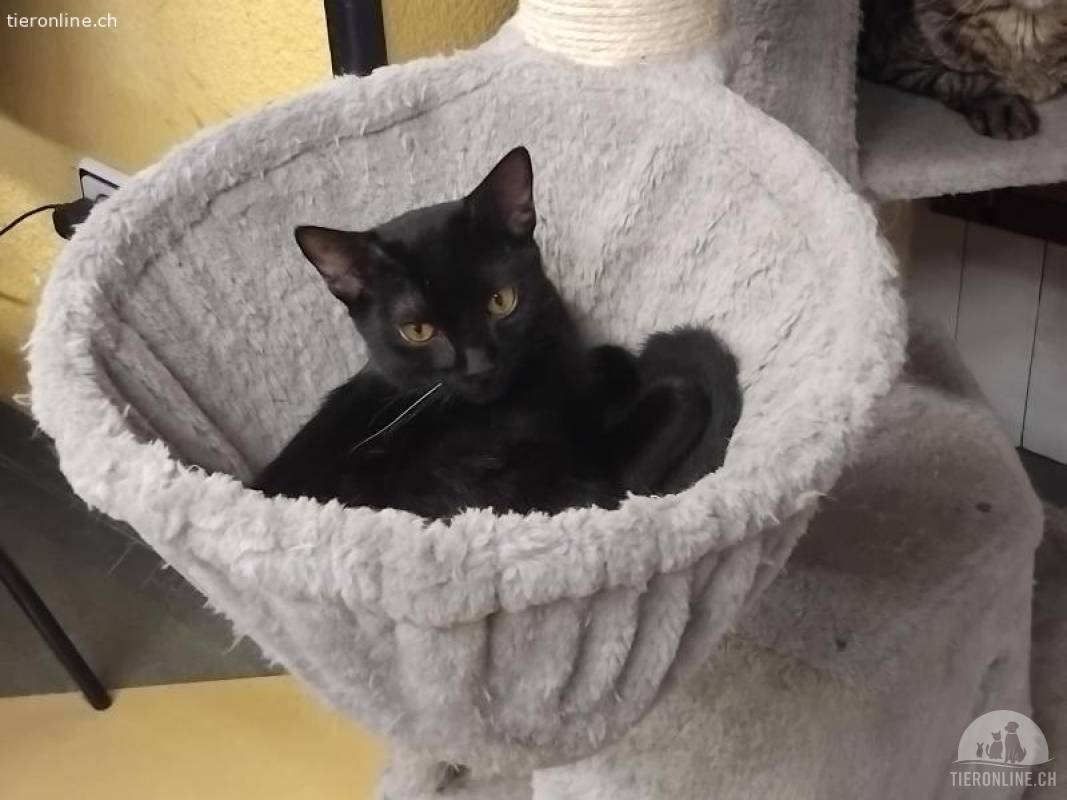 Jazz - schwarzer Kater mit Liebe im Herzen
