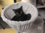 Jazz - schwarzer Kater mit Liebe im Herzen
