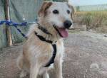 Kira – liebenswerte Seniorin muss ein neues Zuhause suchen. Alter: 06/2014