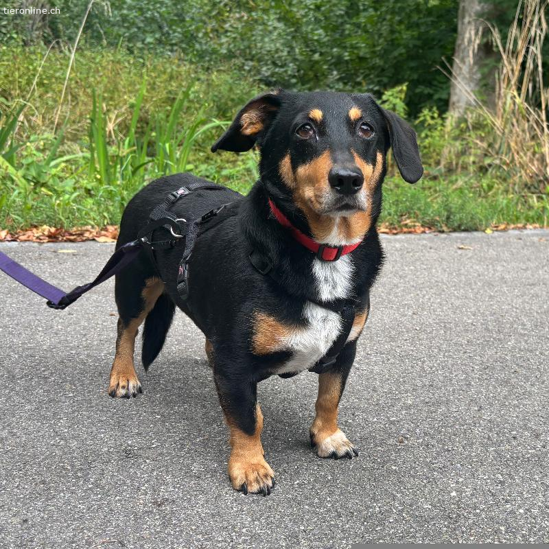 Mex, Mischling (Dackel) – Hund zur Adoption in Zürich (ZH)