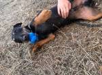 Big Foot – Deutscher Jagdterrier sucht erfahrenes Zuhause