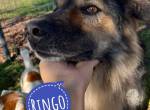 Ringo eine sanfte Seele