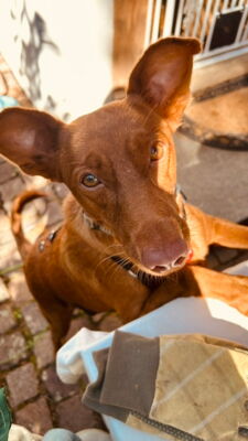 Satur, Podenco – Hund zur Adoption im Kanton Zürich