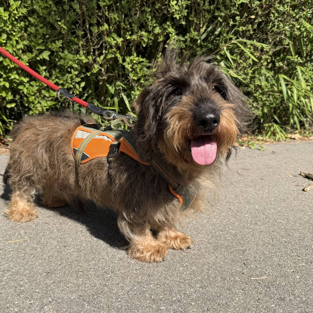 Danny, Rauhaardackel – Hund zur Adoption in Zürich (ZH)