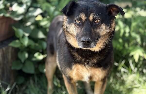 Spike-3, Mix – Hund zur Adoption im Kanton Zürich
