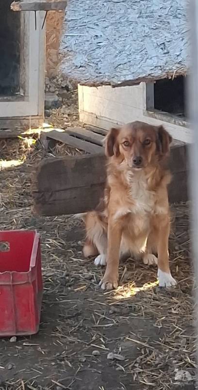 Lilly sucht eine liebevolle Familie