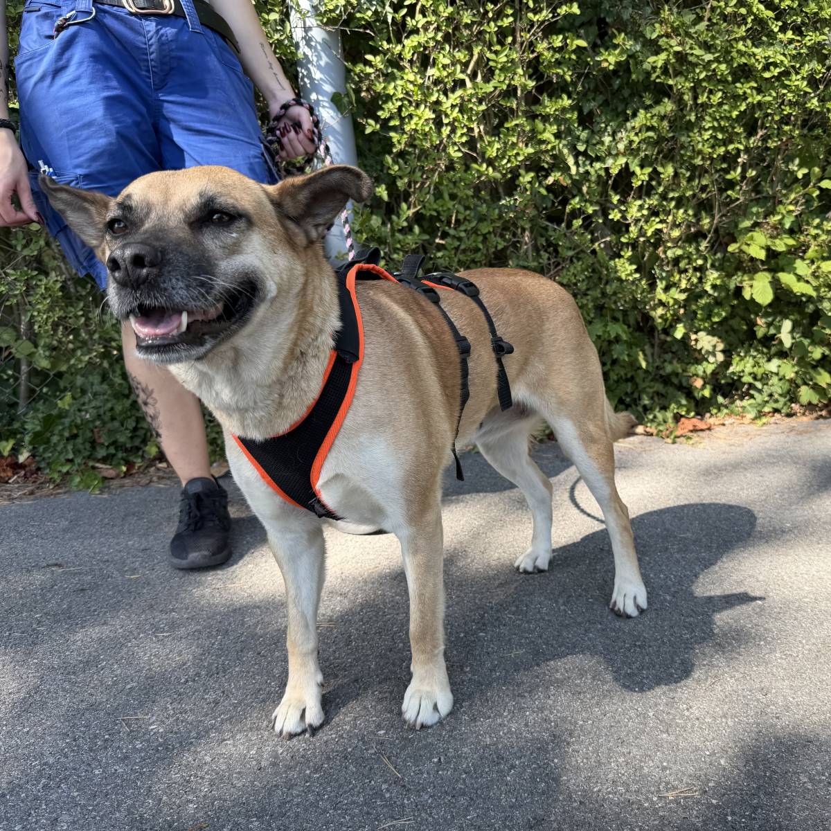 Lotti, Mischling – Hund zur Adoption in Zürich (ZH)
