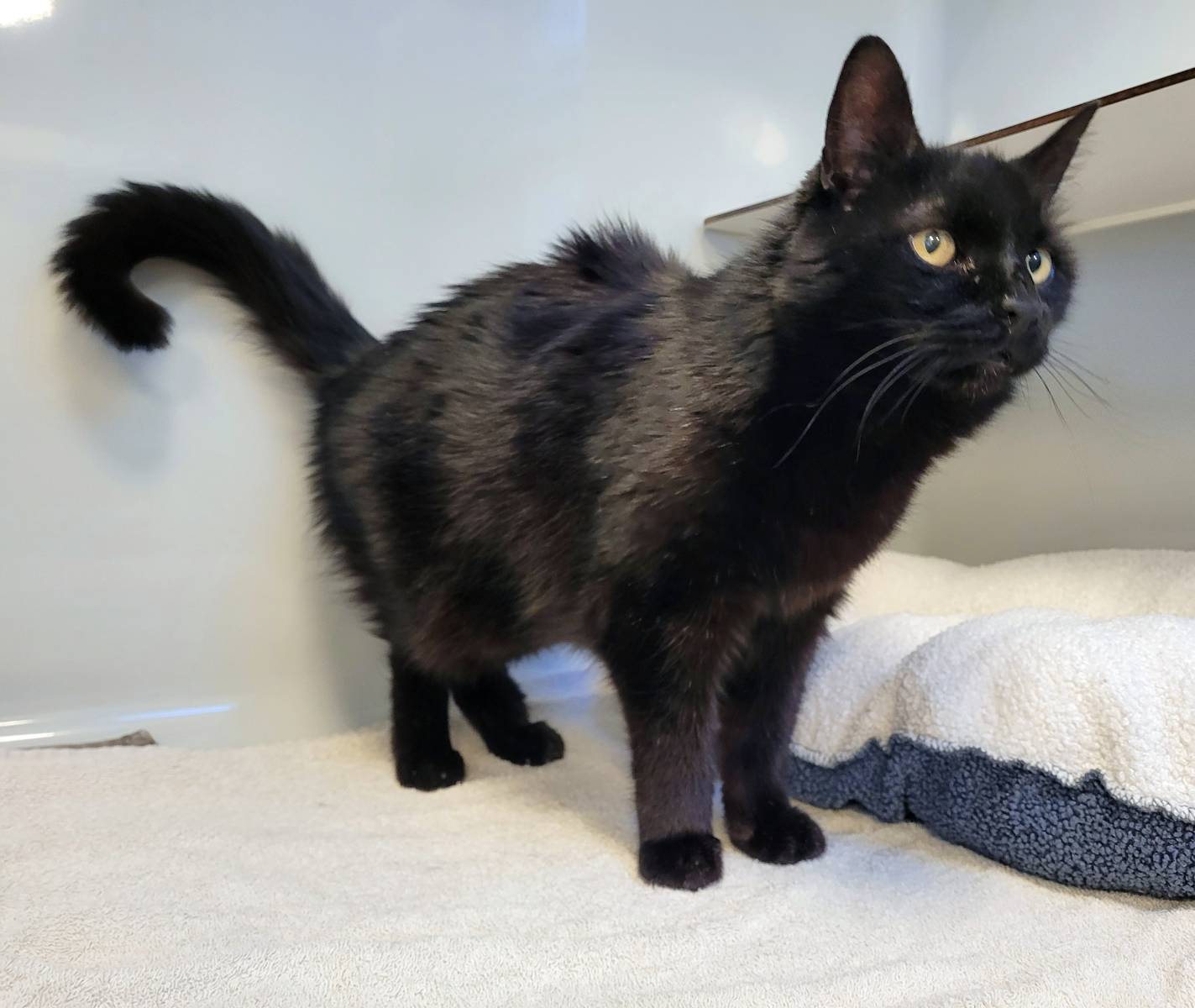 Berry, Mischling – Katze zur Adoption in Nesslau (SG)
