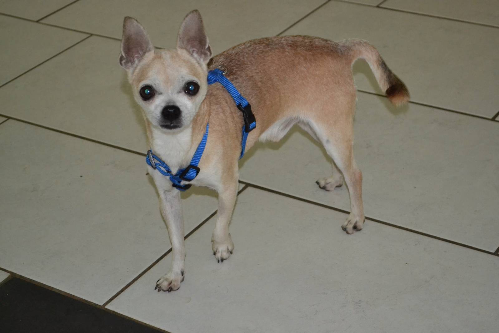 Ted, Chihuahua – Hund zur Adoption in Würenlos (AG)