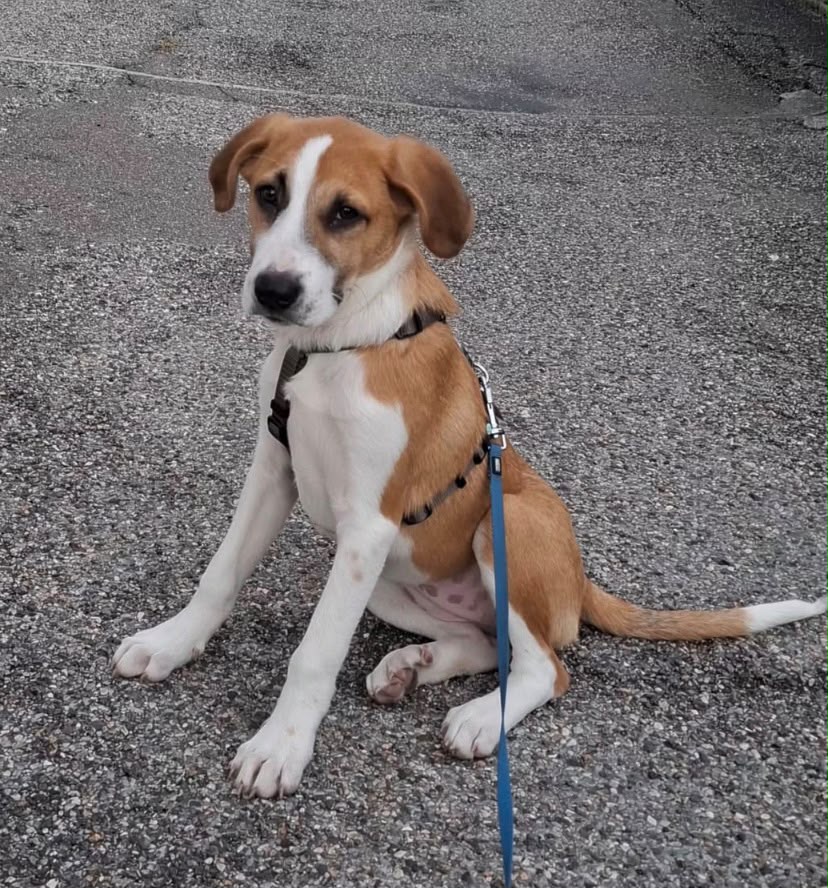 die süsse Kaia, Mischling – Hund zur Adoption in Gordola (TI)