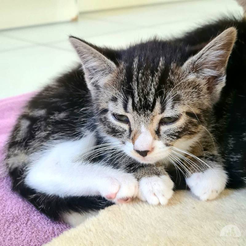 heimatloses Katzenkind Pepita