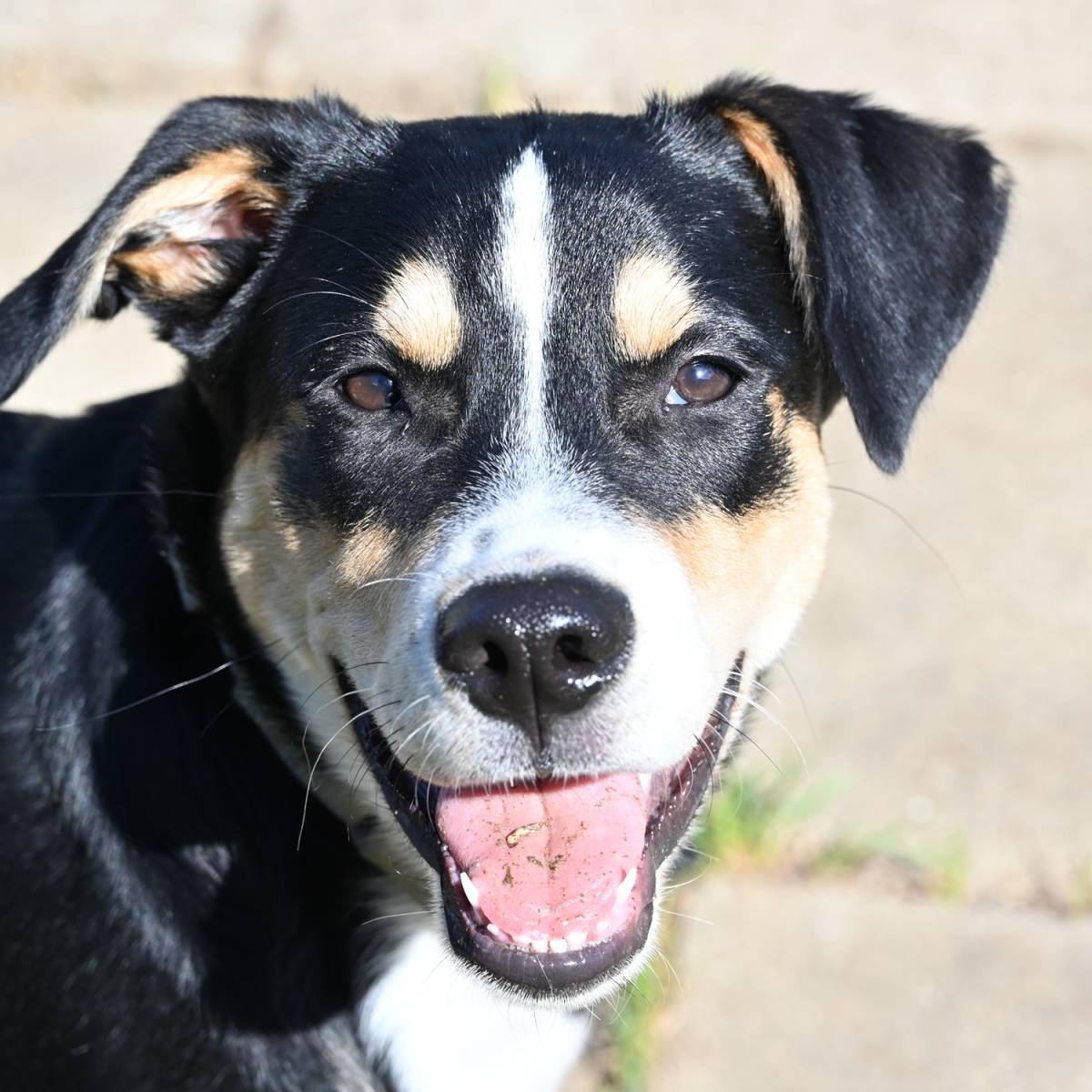 Ares, Appenzeller - Mischling – Hund zur Adoption in Cornol (JU)