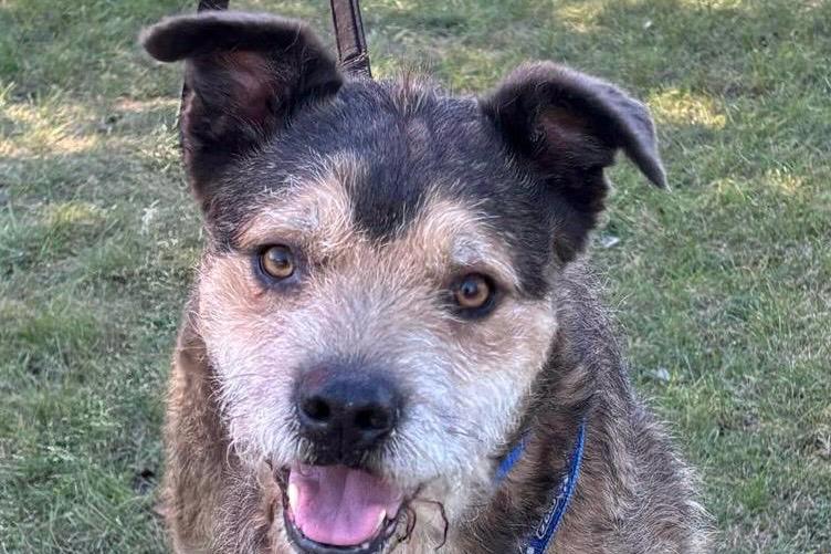 Gibson, Mischling – Hund zur Adoption im Kanton St. Gallen