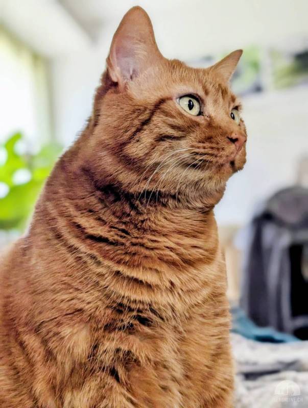 Luca – unser roter Kater mit grossem Schmusefaktor
