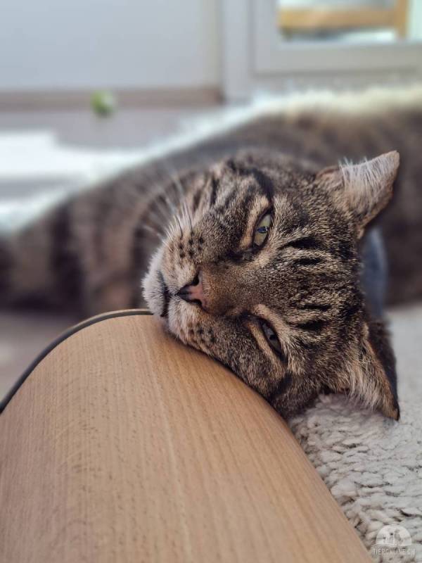 Findus (FIV positiv) sucht Menschen mit grossem Herz