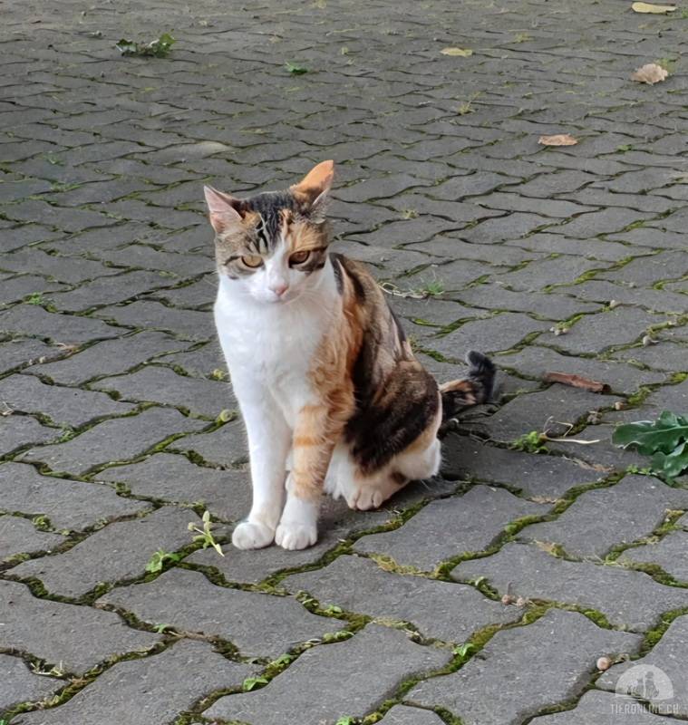 Stella – die liebevolle dreifarbige Seniorin