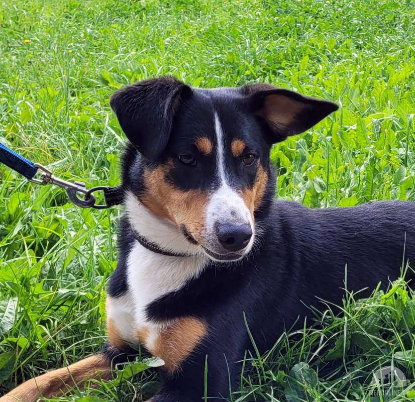 Dara, junge Entlebuch-Mix ist sehr aktiv und menschenbezogen