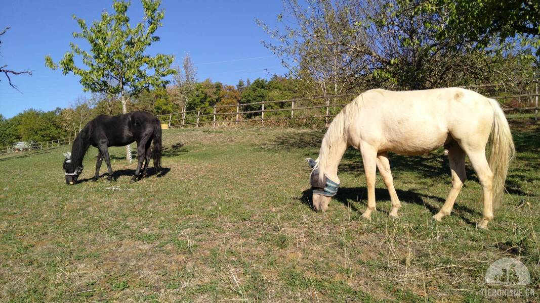 Pferdeerfahrene Betreuer/in gesucht in Bözberg