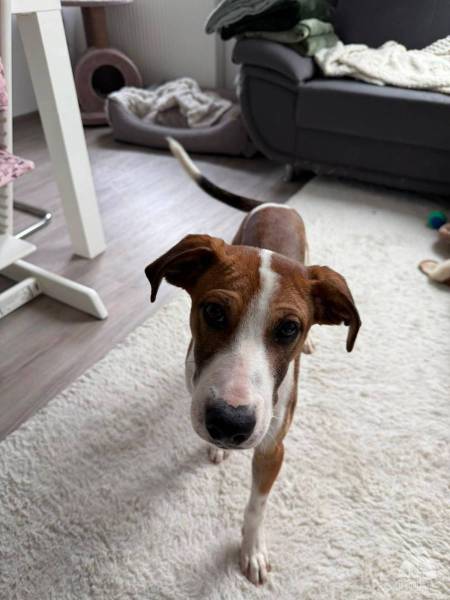 Hunde Deutschland