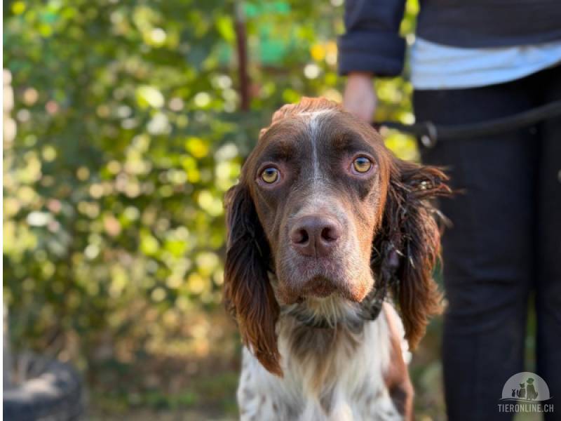 Hunde Ausland
