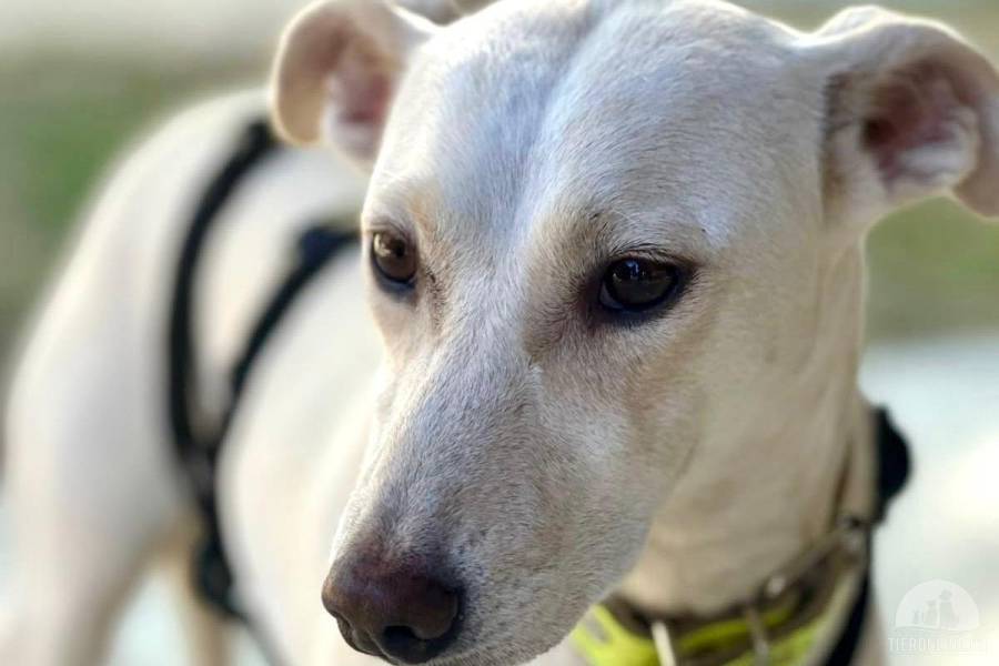 Hunde Ausland