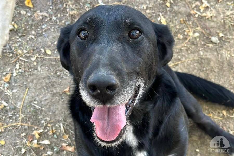 Hunde Ausland