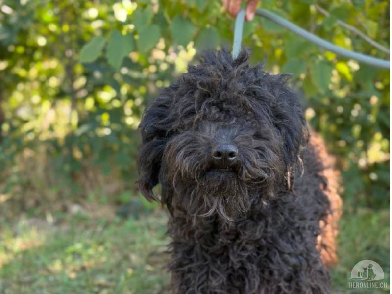 Hunde Ausland