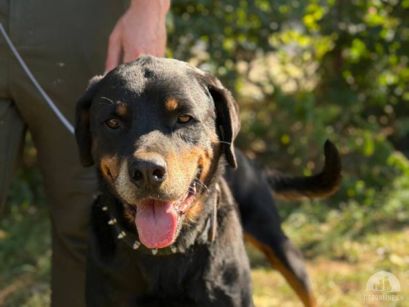 Hunde Ausland