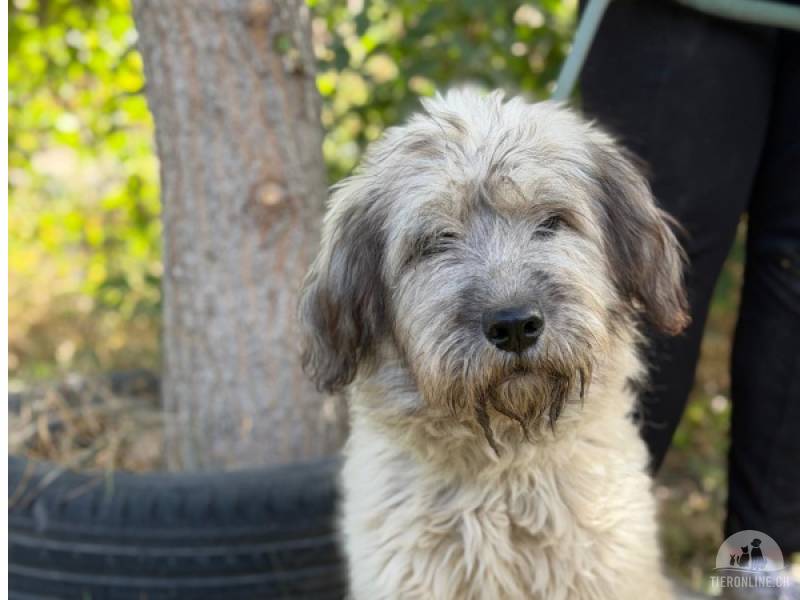 Hunde Ausland