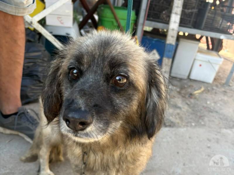 Hunde Ausland