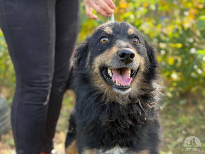 Hunde Ausland