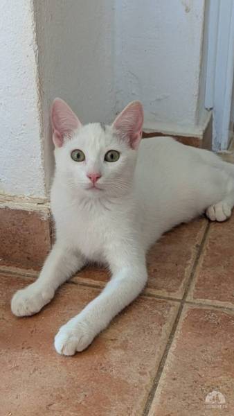 Katzen Ausland