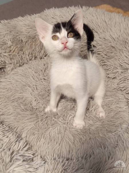 Katzen Ausland