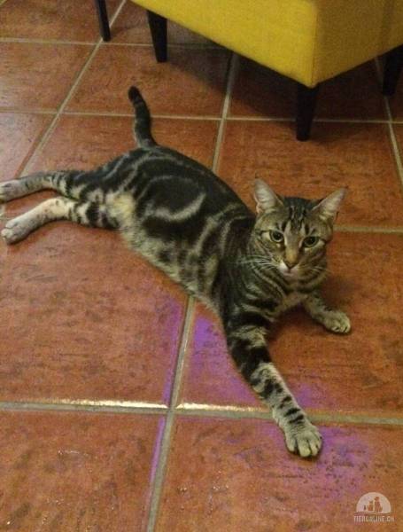 Katzen Ausland