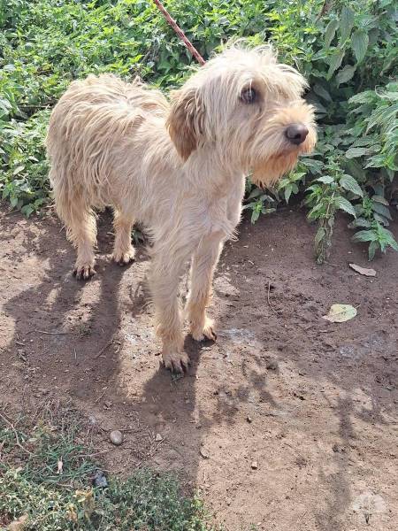 Hunde Ausland