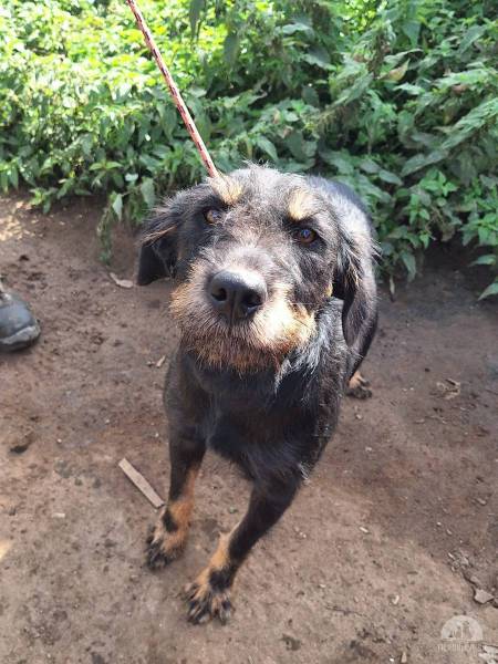 Hunde Ausland