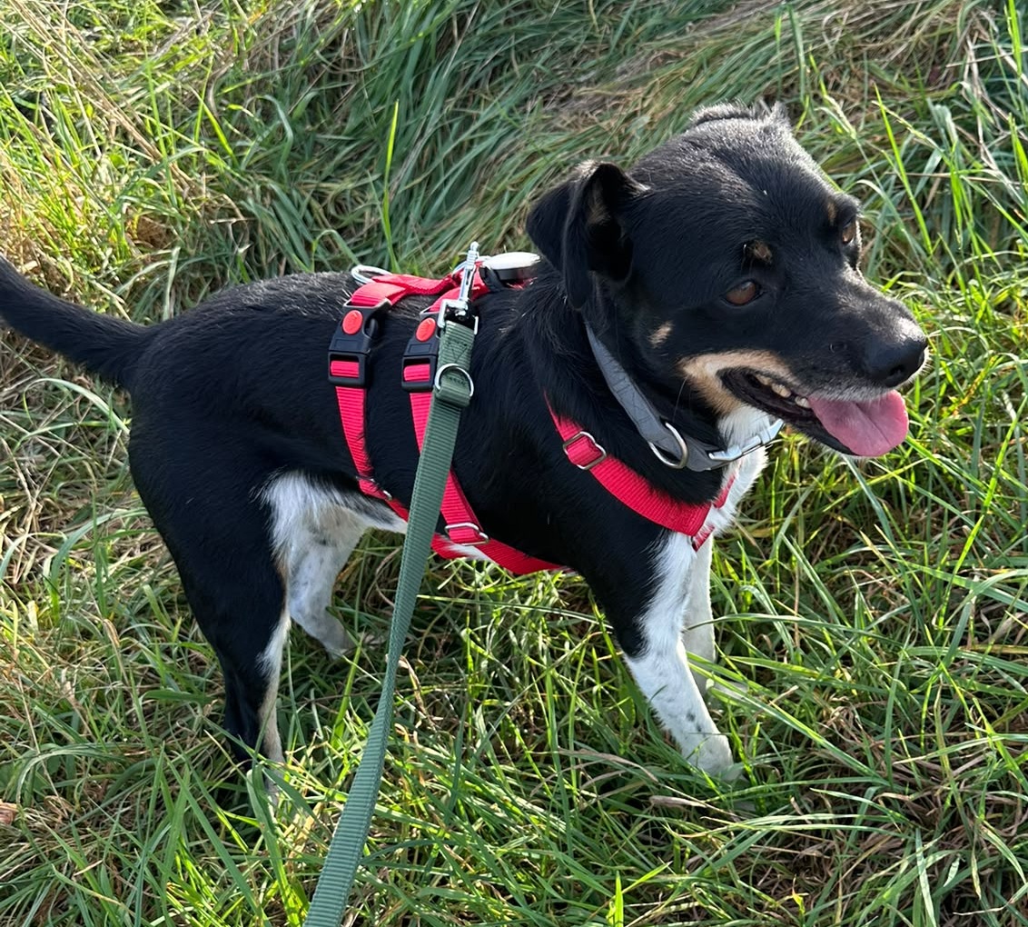 Jax, Mischling – Hund zur Adoption im Kanton Aargau