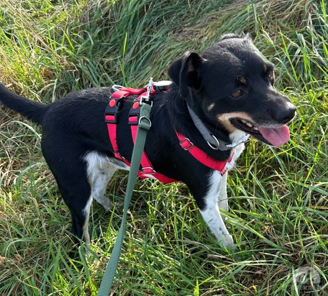 Hunde Schweiz