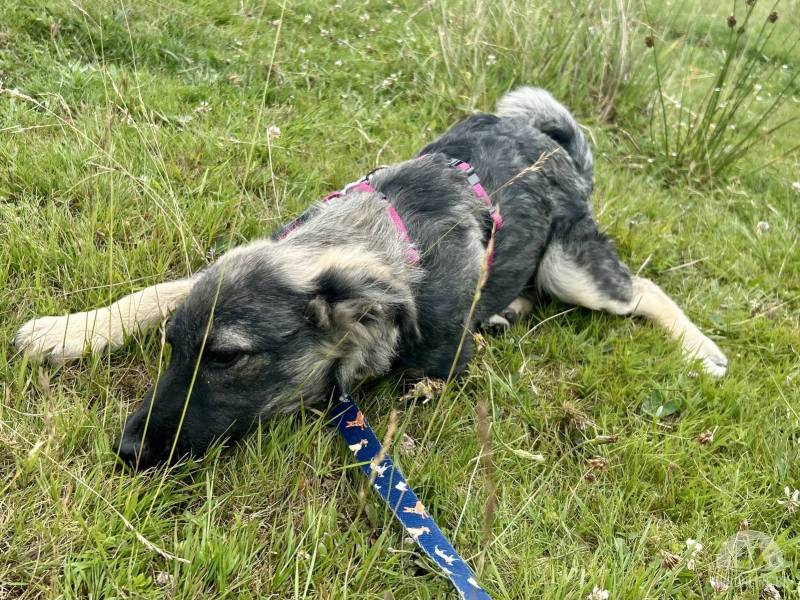 Hunde Deutschland