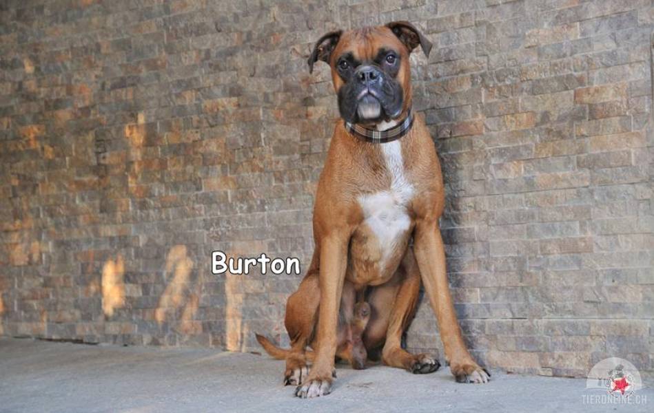 Hunde Deutschland