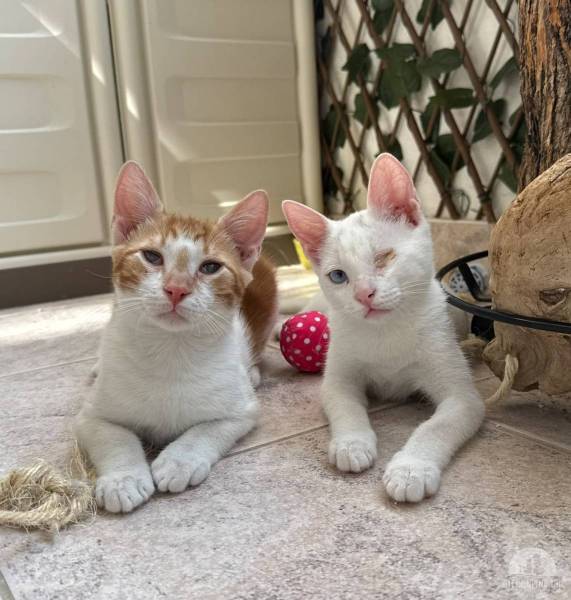 Katzen Ausland