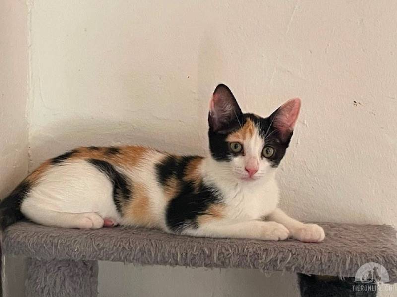 Katzen Ausland