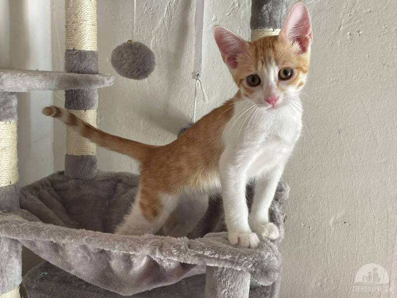 Katzen Ausland