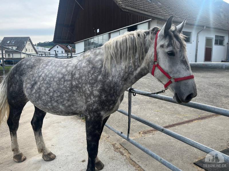 Pferde und Ponys