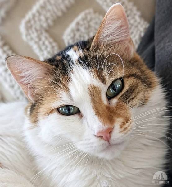 Katzen Ausland