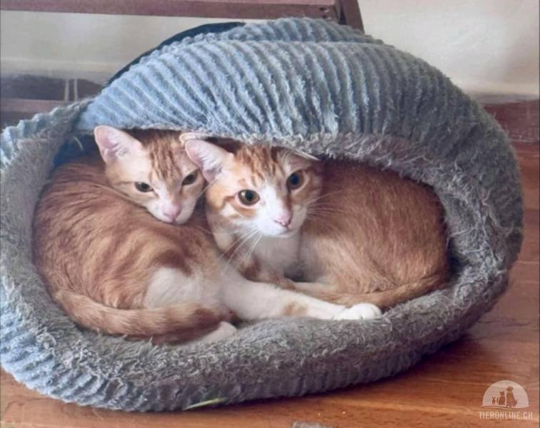 Katzen Ausland