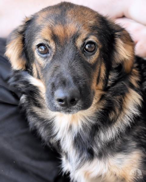 Hunde Ausland