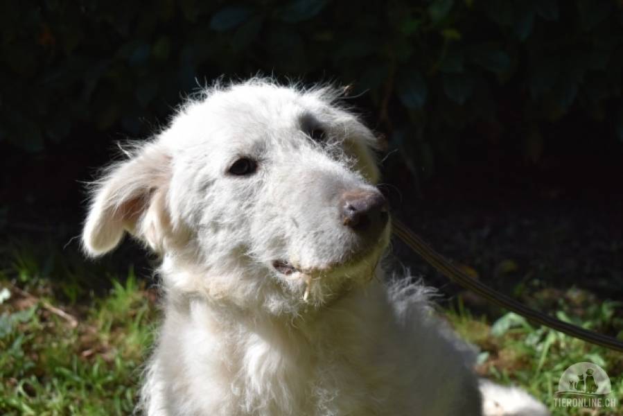 Hunde Ausland