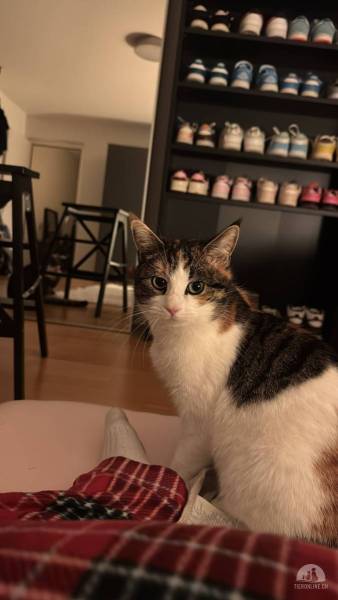 Katzen Schweiz