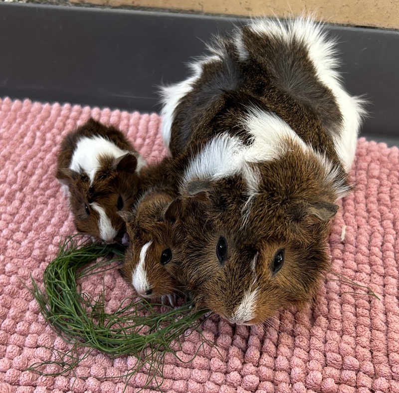 Lotti, rosette – Kleintier zur Adoption in Volketswil (ZH)